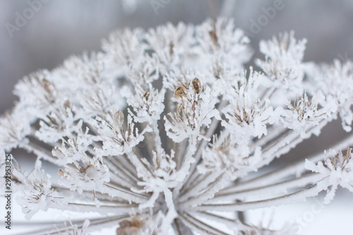 Beautiful frozen cow parsnip in ice. White snow and transparent icicles. © Светлана Высокос