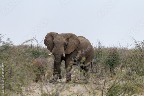 elephant in africa feeds and drinks during the dry season in botswana. Travel in the savannah with game drives and safaris in the nature reserves. wildlife photography in africa  wild elephants