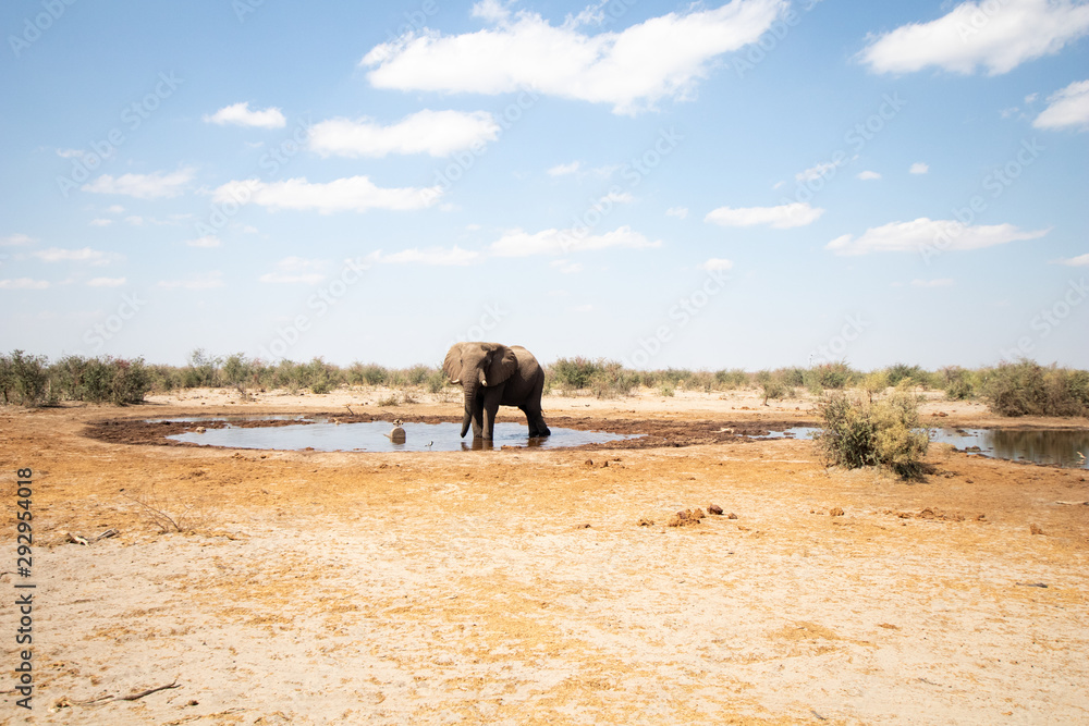 elephant in africa feeds and drinks during the dry season in botswana ...