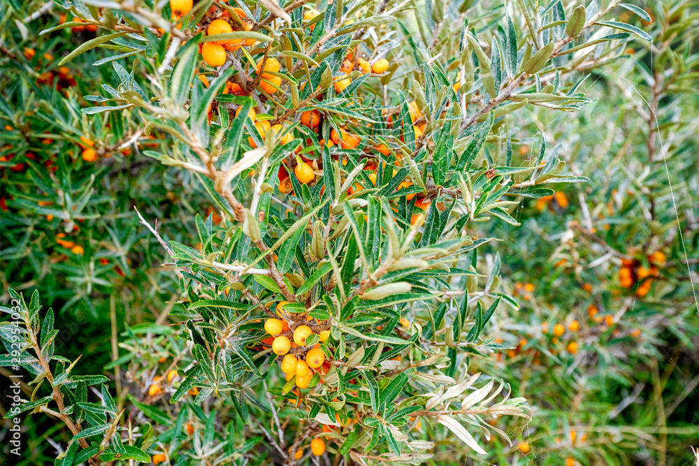 Buckthorn bush with healthy yellow cherry berries Buckthorn bush with healthy yellow cherry berries