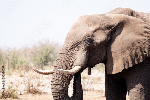 elephant in africa feeds and drinks during the dry season in botswana. Travel in the savannah with game drives and safaris in the nature reserves. wildlife photography in africa, wild elephants