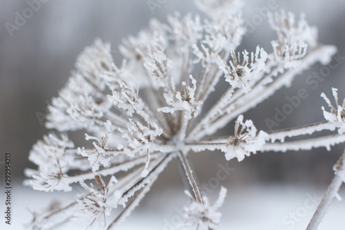 Beautiful frozen cow parsnip in ice. White snow and transparent icicles. © Светлана Высокос