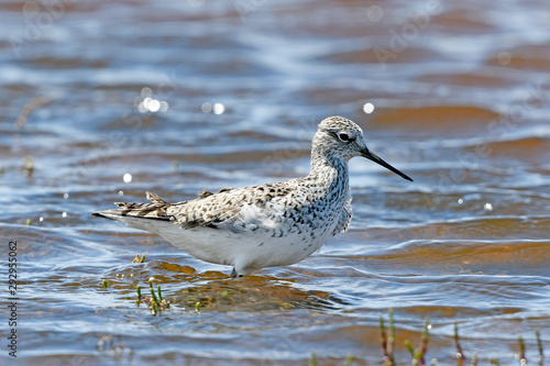 Teichwasserläufer (Tringa stagnatilis) - Marsh sandpiper photo