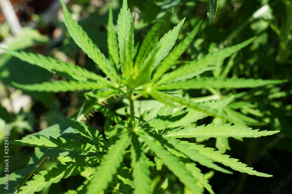 Hemp sprout plant macro on a beautiful background Hemp sprout plant macro on a beautiful background
