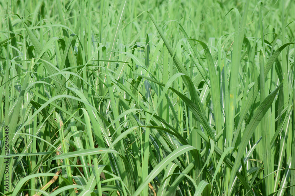 Obraz premium Green grass in nature field.