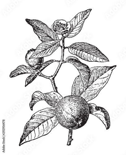 Vintage engraving of
