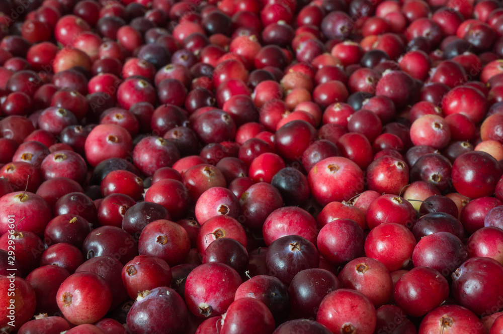 Full frame image of red ripe cranberries. Close-up view, selective focus with blurred background Full frame image of red ripe cranberries. Close-up view, selective focus with blurred background