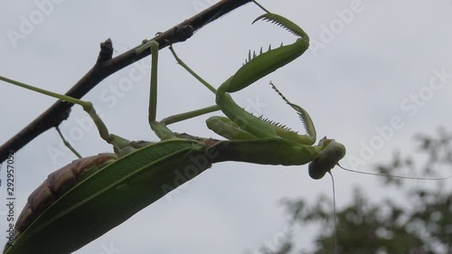 Female The European mantis (Mantis religiosa)  is waiting for its prey on a flower, close-up. Ukraine photo