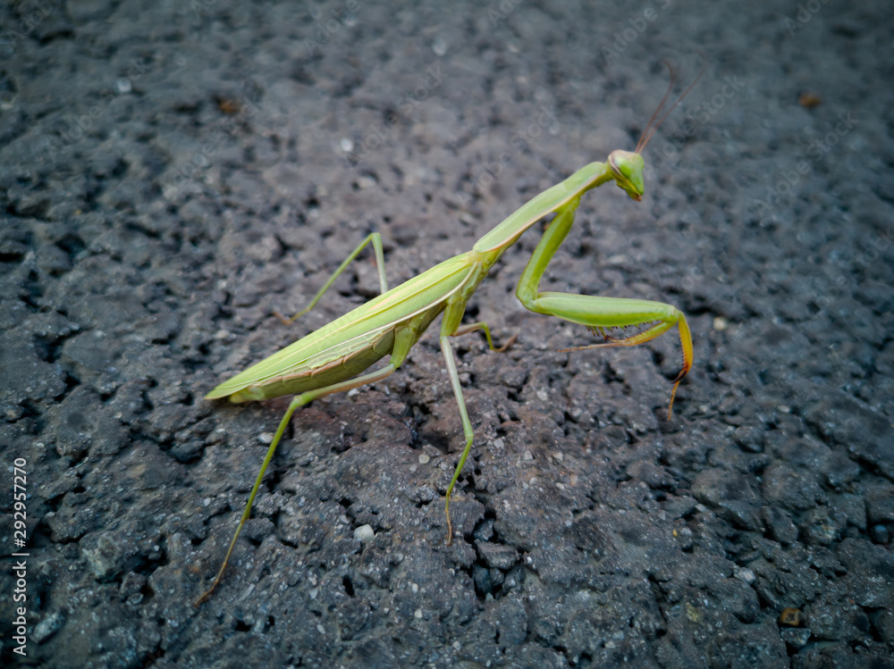 European mantis - Praying mantis - Mantis religiosa European mantis - Praying mantis - Mantis religiosa