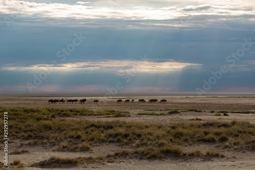 Etosha National Park Namibia in the morning sun