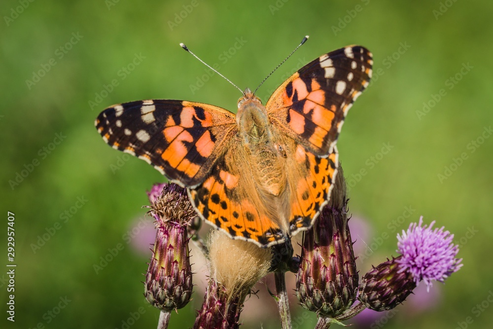Close up image of colorful painted lady butterfly with wings open sitting on purple thistle growing in a meadow on a summer day. Blurry green background. Close up image of colorful painted lady butterfly with wings open sitting on purple thistle growing in a meadow on a summer day. Blurry green background.