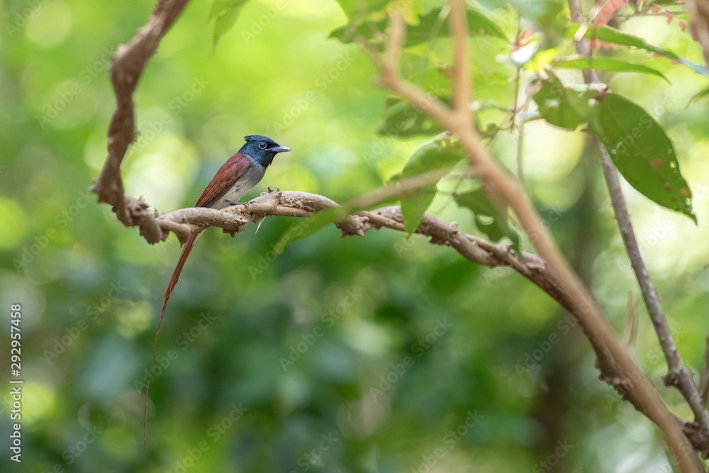 Fototapeta premium bird on a branch