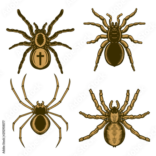 Set of spider illustration in engraving style. Halloween theme. Design element for poster, card, banner, emblem, sign. Vector illustration