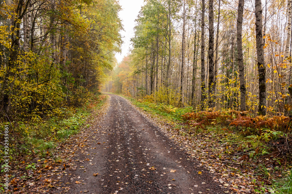 Obraz premium Narrow path through the autumnal forest in Sweden
