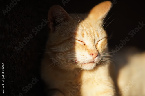 golden cat squints from the bright sun, light and shadow