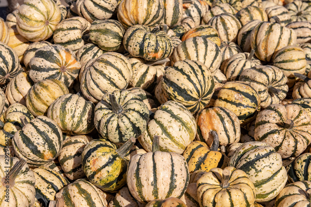 Pumpkin on market. A large collection of colorful pumkins or gourds on market on a sunny autumn day. Beautiful background for natural health and nutrition concept.