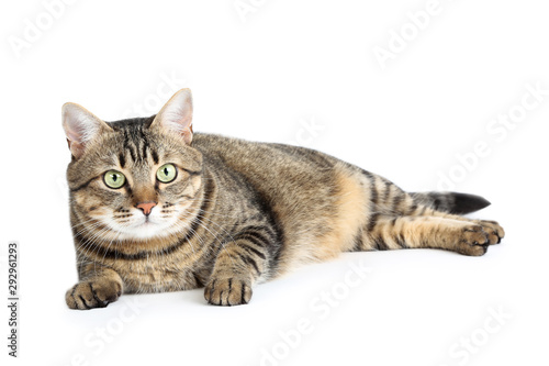 Beautiful cat lying on white background