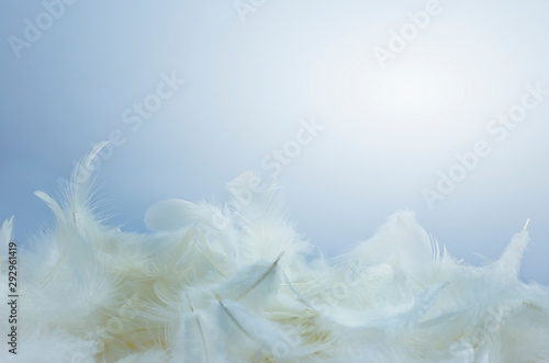 soft white feathers background