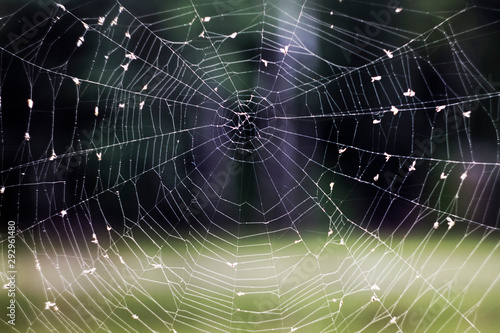 Cobweb on spiderweb on a black and green background