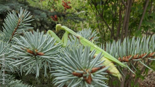 Female The European mantis (Mantis religiosa)  is waiting for its prey on a flower, close-up. Ukraine photo