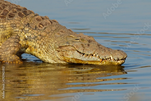 Portrait of a large Nile crocodile (Crocodylus niloticus), Kruger National Park, South Africa.
