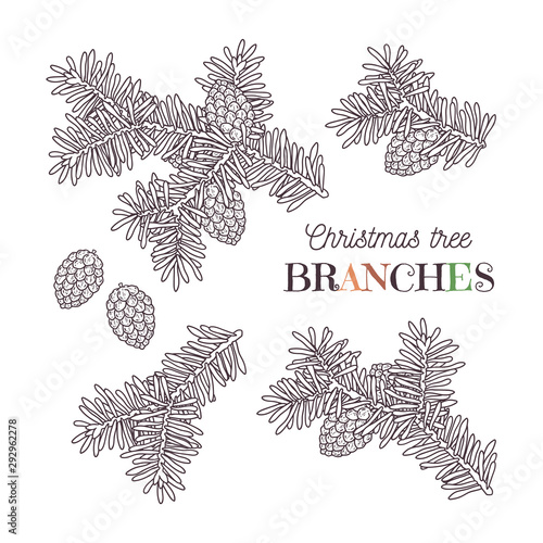 Christmas tree branches vector. © Alevtina