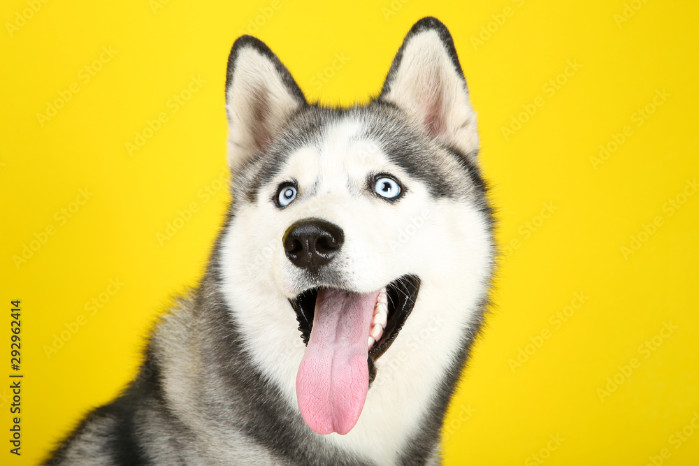 Husky dog on yellow background - obrazy, fototapety, plakaty 