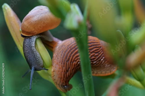 two snails on a day lily branch after a rain