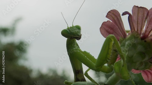 Female The European mantis (Mantis religiosa)  is waiting for its prey on a flower, close-up. Ukraine photo