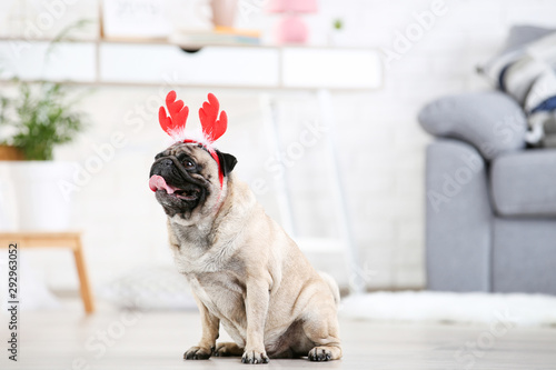Pug dog in red horns sitting on the floor at home