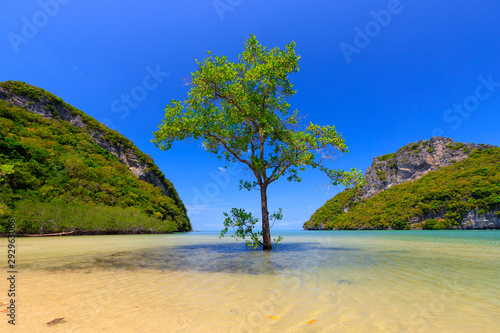 Alone mangrove tree in sea