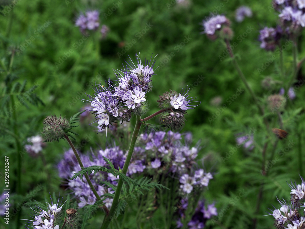 Blühende Phaceliapflanze als Gründünger und Zwischenfrucht im Garten Blühende Phaceliapflanze als Gründünger und Zwischenfrucht im Garten