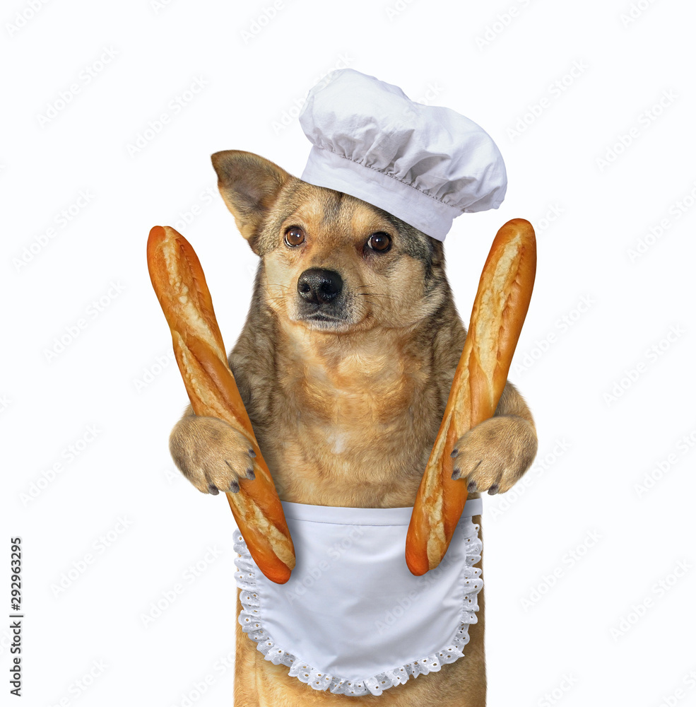 Dog in top chef hat