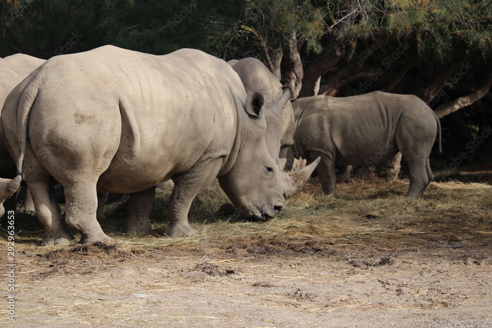 rhino rhino