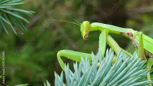 Female The European mantis (Mantis religiosa)  is waiting for its prey on a flower, close-up. Ukraine photo