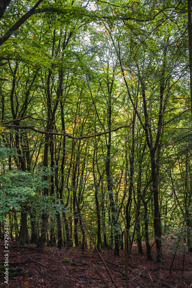Fototapeta premium herbstlicher Wald im Hunsrück in Deutschland