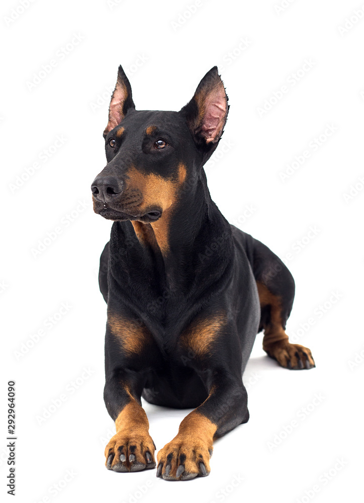 dog Doberman breed looks on an isolated background