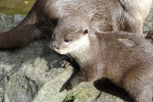 Cute baby otters at the zoo