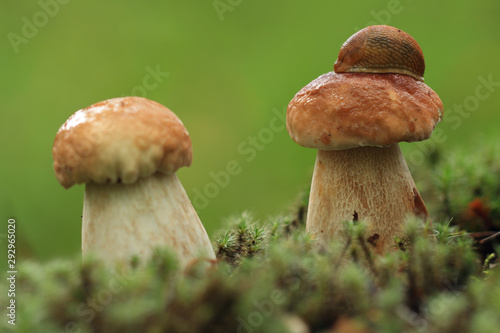 Slug on a mushroom hat. (Cep)