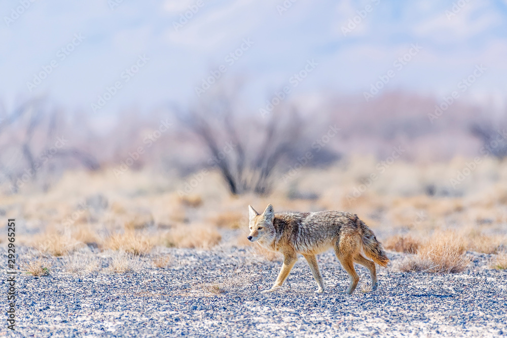 Wild coyote in the Ash Meadows National Wildlife Refuge.Nevada.USA Wild coyote in the Ash Meadows National Wildlife Refuge.Nevada.USA