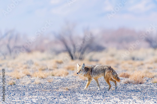 Photography Wild coyote in the Ash Meadows National Wildlife Refuge
