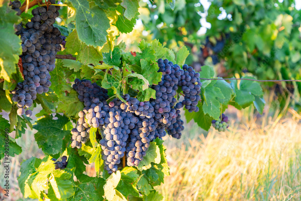 Ripe red wine grape ready to harvest near Olonzac, South France
