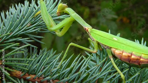 Female The European mantis (Mantis religiosa)  is waiting for its prey on a flower, close-up. Ukraine photo