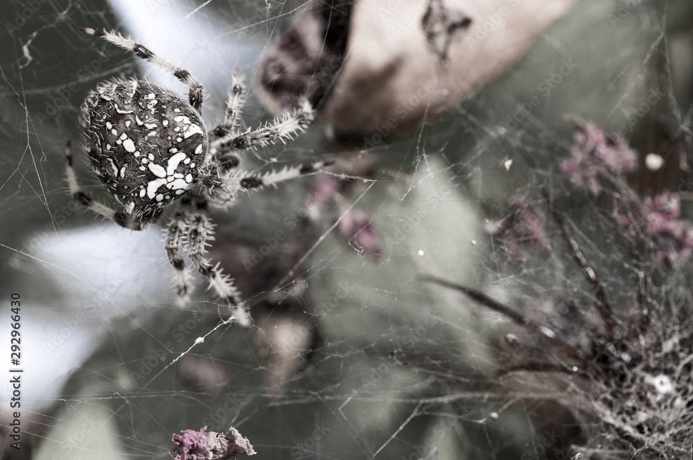 The Orb Spider (Araneus diadematus), a female who leaves in my back yard, Braga, Portugal.