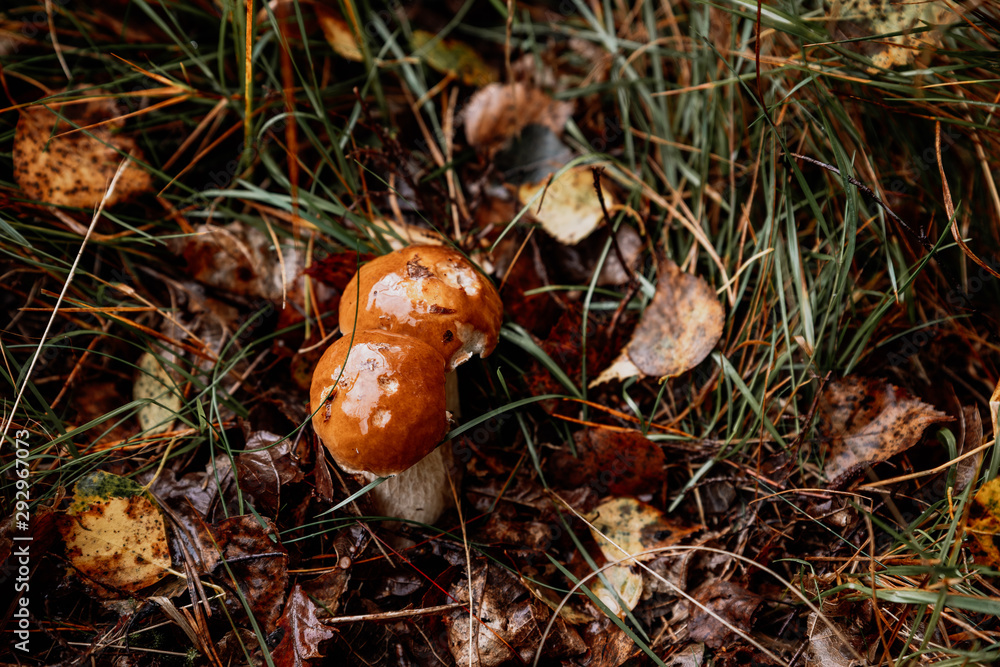 picking mushrooms in the forest picking mushrooms in the forest
