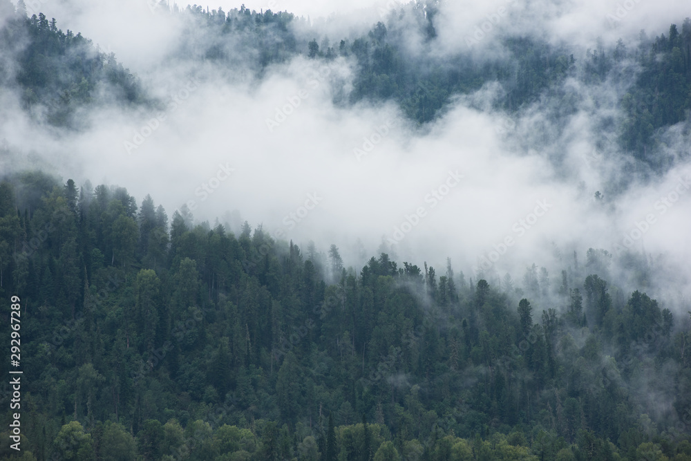 Forested mountain slope in low lying cloud with green conifers shrouded in mist in Altai Mountains Forested mountain slope in low lying cloud with green conifers shrouded in mist in Altai Mountains