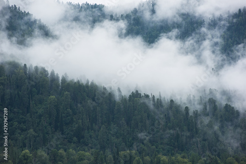 Forested mountain slope in low lying cloud with green conifers shrouded in mist in Altai Mountains