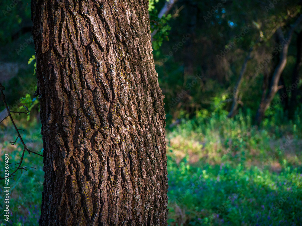 Fototapeta premium Oak bark close up forest background shot..