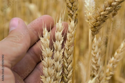  hand stroking spikelets of wheat