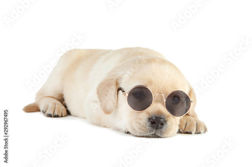 Labrador puppy with sunglasses isolated on white background